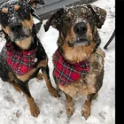 Pet Accessories Custom Wholesale Plaid Dog Scarf Bandana