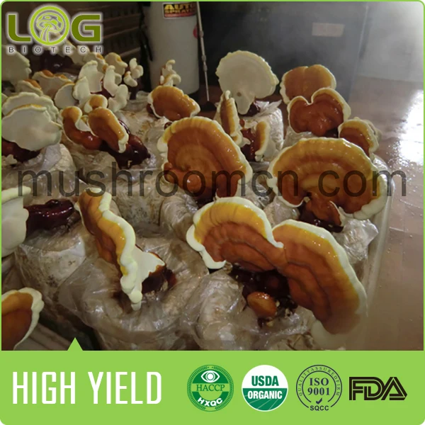 organic reishi mushroom log