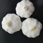 Wholesale China new crop white garlic fresh garlic price
