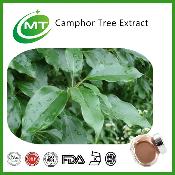 organic camphor tree extract pure natural camphor powder