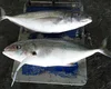 Frozen trevally fish for sale