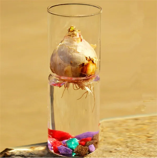 Vase à cylindre en verre, verre hydroponique haut martini vases