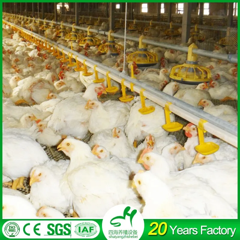 Poultry Farm Equipment Poultry Feeders System The Best Choice For