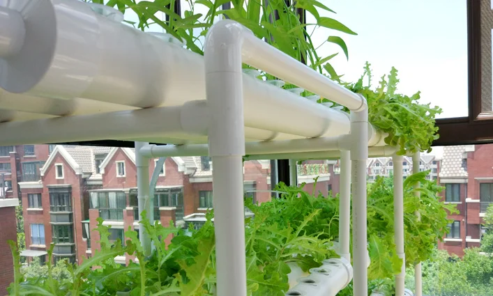 aquaponics hydroponics growing