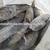 10kg up whole round yellow fin fish frozen tuna
