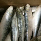 Seafood Frozen HALAL Sardine Fish And Sardine Varieties