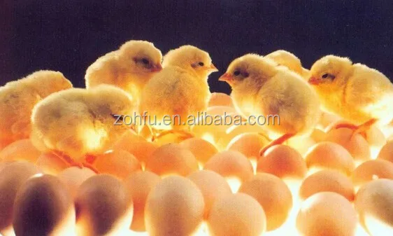incubation .egg