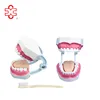 Dental Models(32 teeth)