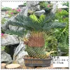 /product-detail/factory-price-big-trunk-artificial-cycas-palm-tree-bonsai-fake-cycas-bonsai-artificial-plant-for-sale-60262291433.html