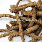 high quality picrorhiza kurroa root extract Exported to Worldwide