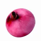 maruti onion seeds golden f1 hybrid with high yield