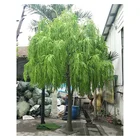 Height 5 m and Width 5 m High Quality Fiberglass Trunk Artificial Weeping Willow Tree