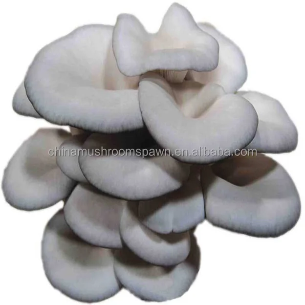 buyers for king oyster mushrooms
