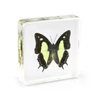 Common Nawab Butterfly in Resin For Resin Art and Souvenir