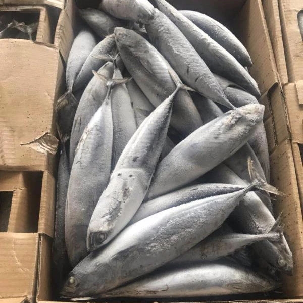 seafood 200-300g Frozen Bonito or Canned