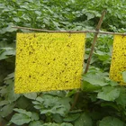 Insect yellow sticky traps, aphid killer, garden strong fly sticky