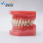 All Ortho Ceramic Bracket Teeth Model Dental Simulation Model