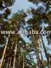 Pine, Larch wood