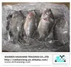 China seafood export frozen tilapia whole round price