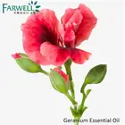 Farwell Geranium Essential Oil 8000-46-2