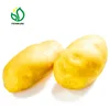 /product-detail/seed-potato-for-sale-shandong-origin--573851950.html