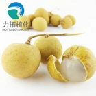 Freeze-dried Powder Organic Longan Extract Powder