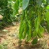 /product-detail/organic-heirloom-ghost-chilli-seeds-chile-pepper-seeds-vegetable-garden-seeds-1882211730.html