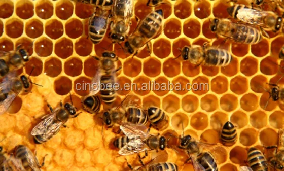 2-beeswax.jpg