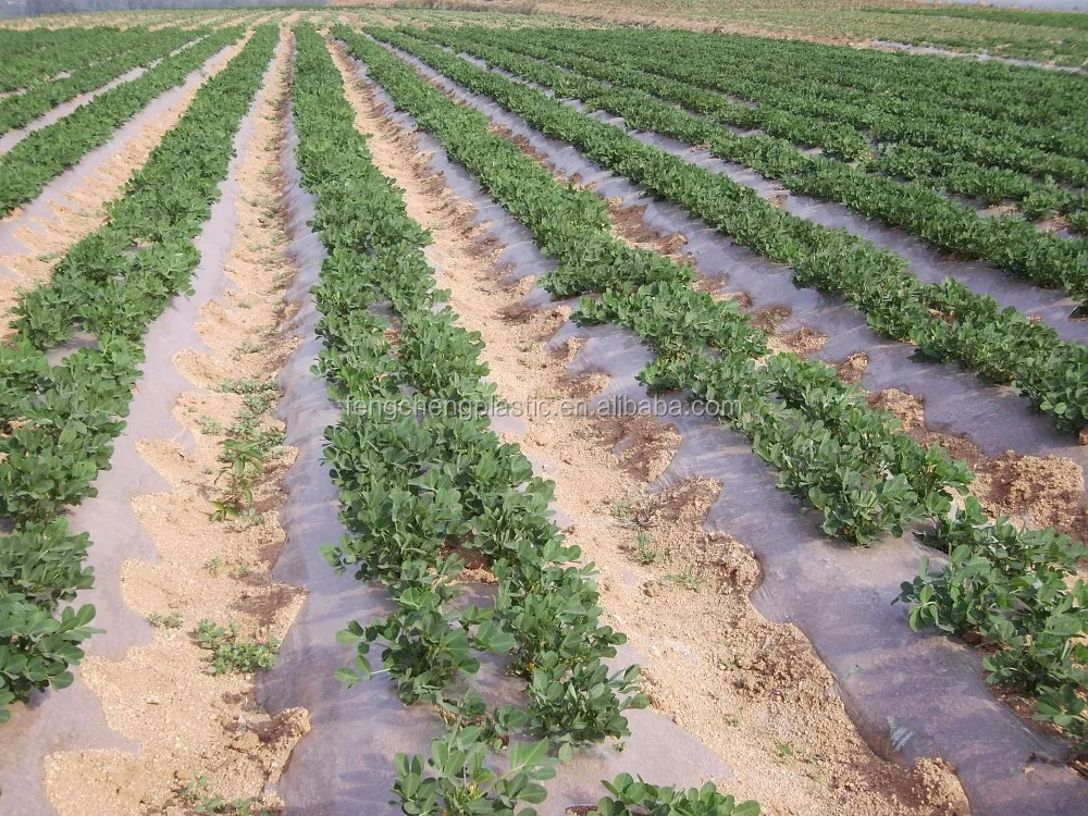 Plastic Mulch Film Punch Holes Garden Mulch Film Buy Agricultural