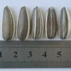 sunflower seeds good price China export cheap sunflower seed