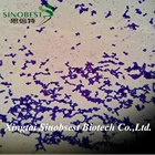 Probiotics Lactobacillus Enterococcus faecium for animal feed SINOBEST