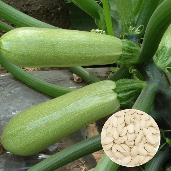 yellow zucchini