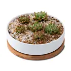 modern wholesale white succulent pots ceramic plant flower pots with bamboo tray