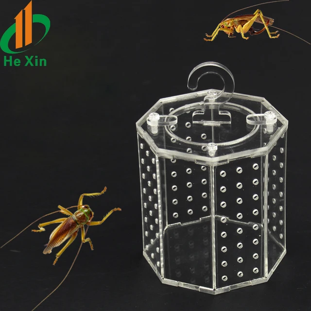 high quality acrylic cricket insect cage