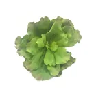 Different Color Bungalow Rose Artificial Curly Leaf Echeveria Succulent Plant