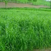 /product-detail/perennial-ryegrass-seeds-forage-seeds-grass-seeds-is-a-high-quality-forage-cattle-sheep-horses--60201791481.html