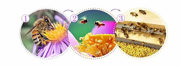 pollen.jpg