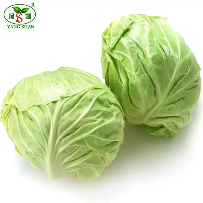 china white cabbage