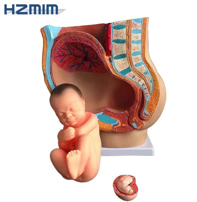 fetus model.jpg