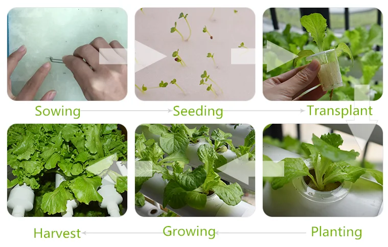 Food grade Agricultural Greenhouse Flat Hydroponics Commercial Hydroponics