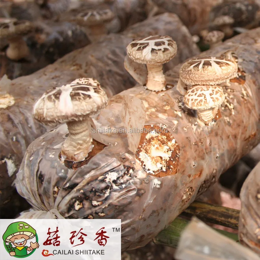 agaric fungus,blackfungus henan compressed black fungus agaric dried mushroom