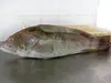 frozen giant white grouper fish seafoods