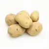 shandong fresh potatoes specially exported supplier with AAA Grades and high levels
