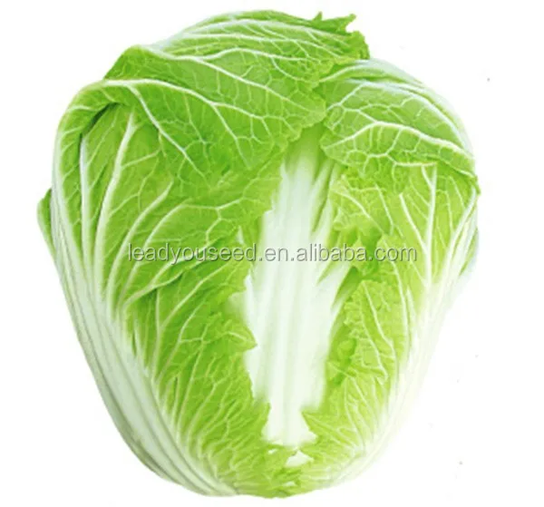 china hybrid cabbage seeds