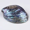 10*14cm Natural polished Abalone Shell and 16*23cm Natural Craft Seashell