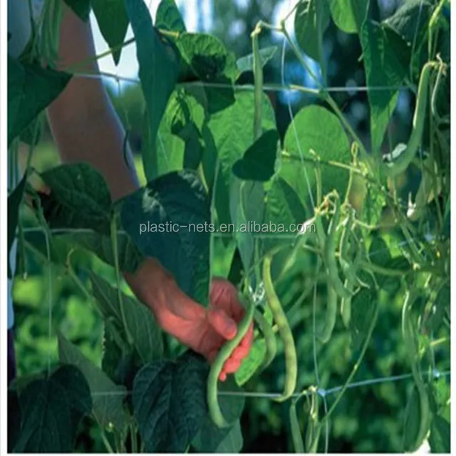 2017 in usa climbing plants support netting for runner beans