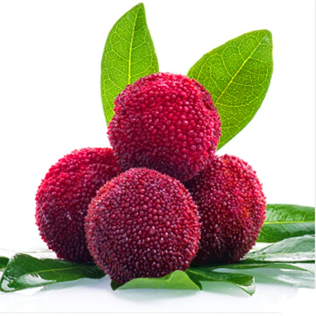 chinese red bayberry