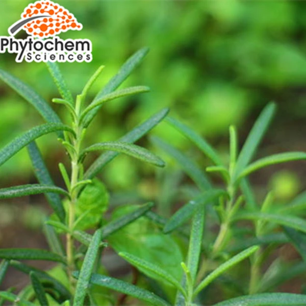 china rosemary plant extract