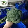 cauliflower/Fresh broccoli