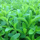 2020 F1 Hybrid Clean Stevia Seeds For Cultivating